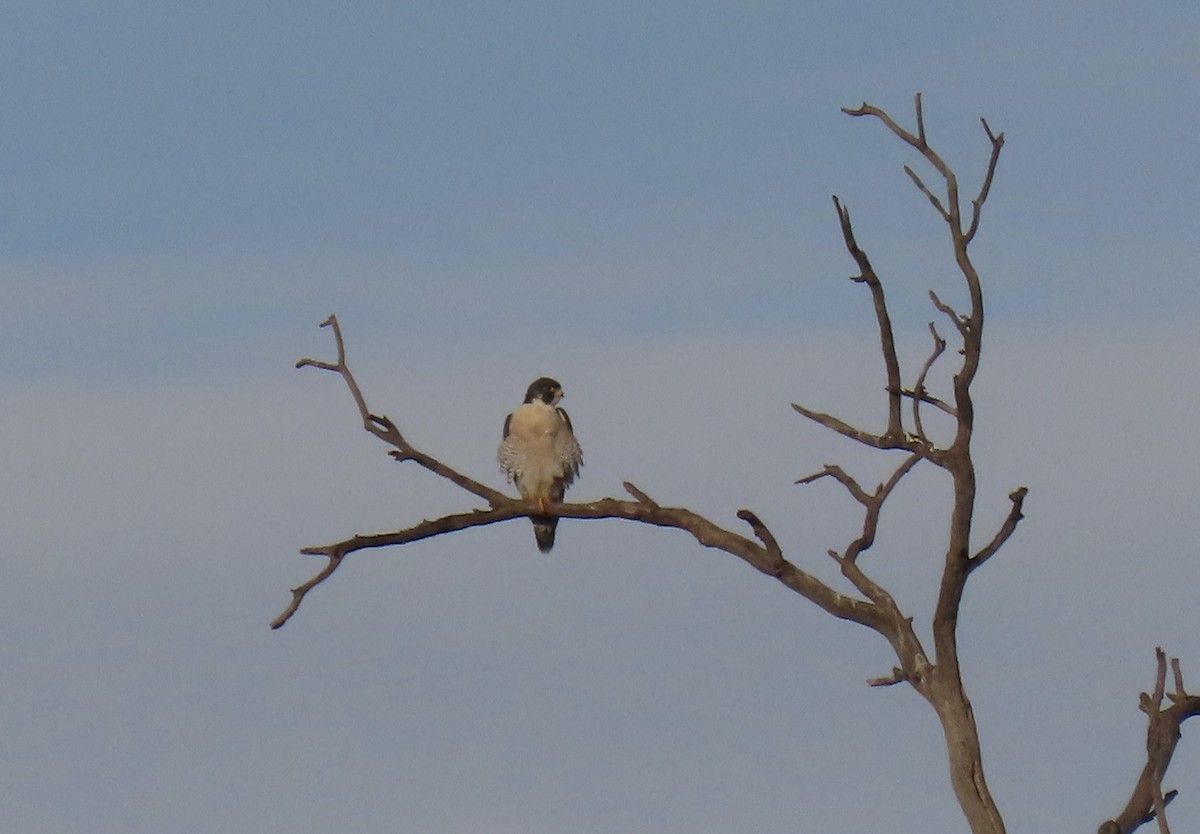 Belatz handia - ML647571075