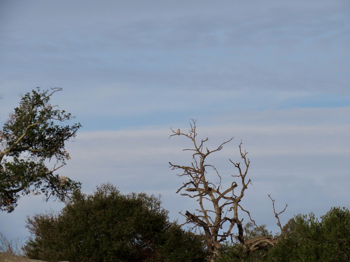 Belatz handia - ML647571076