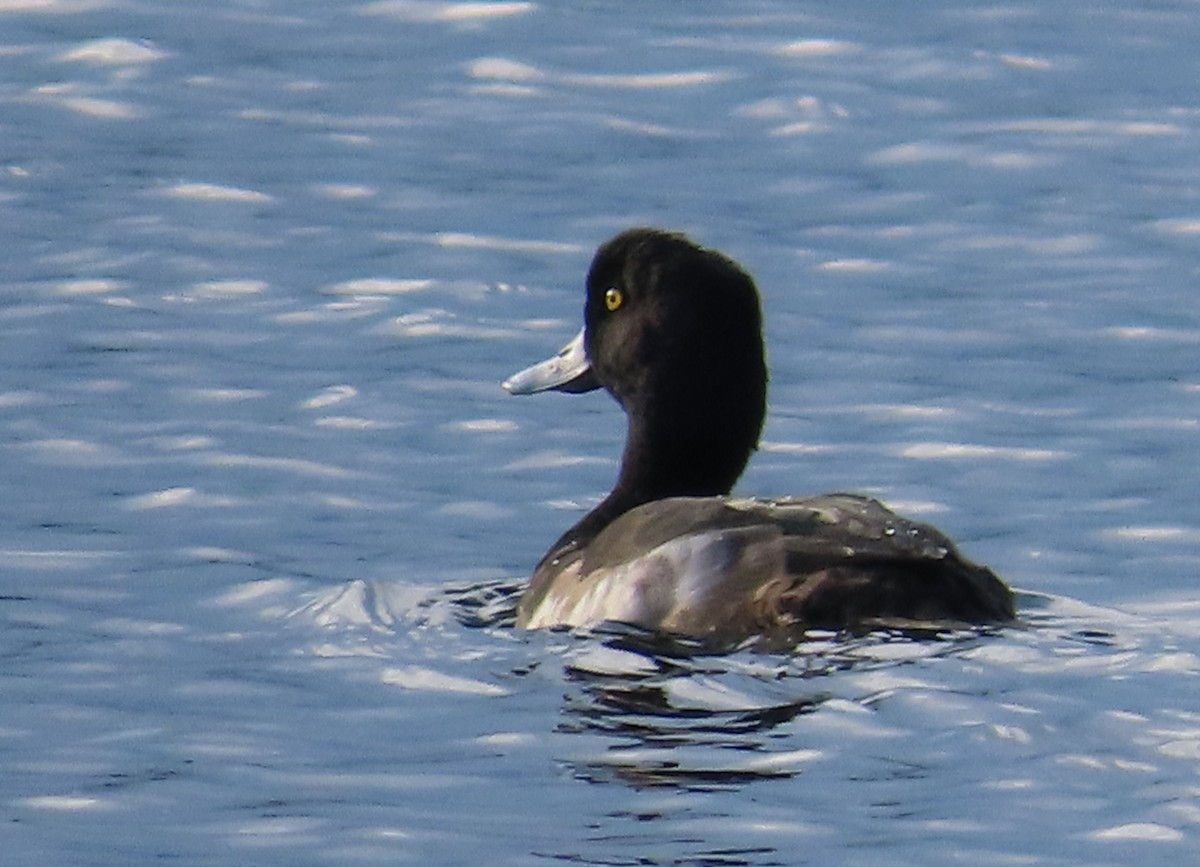 Fuligule morillon - ML647571080