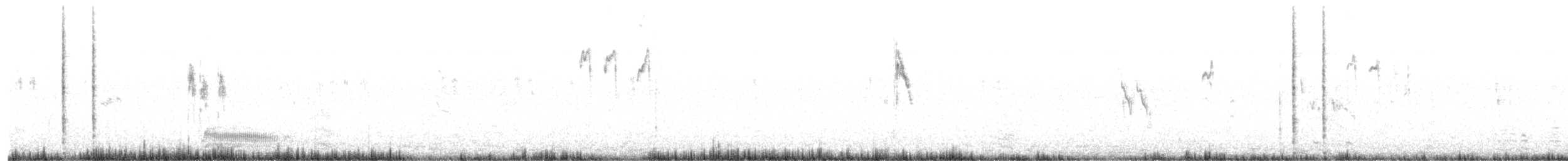 bergeronette sp. - ML647571097