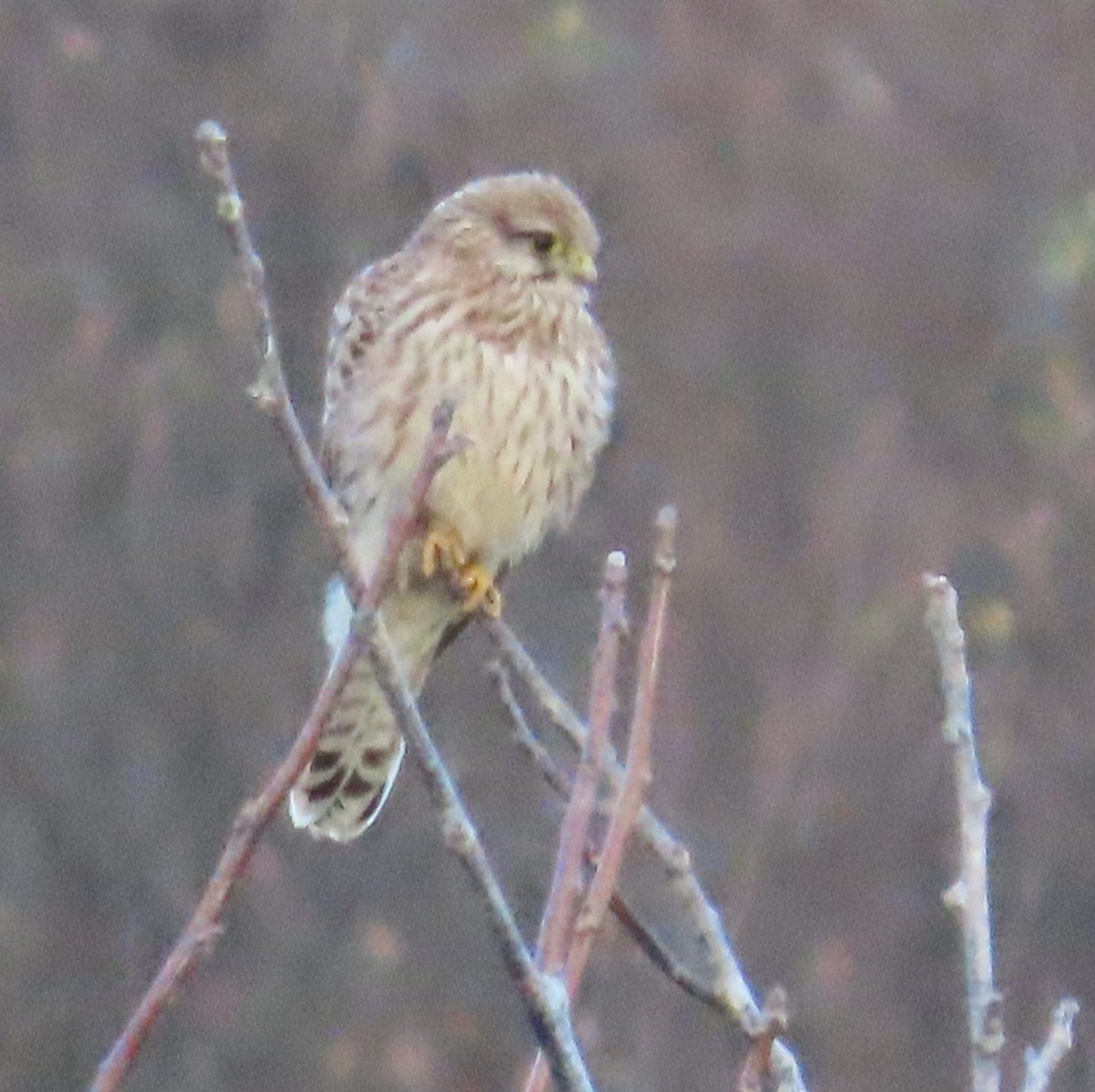 Faucon crécerelle - ML647571111