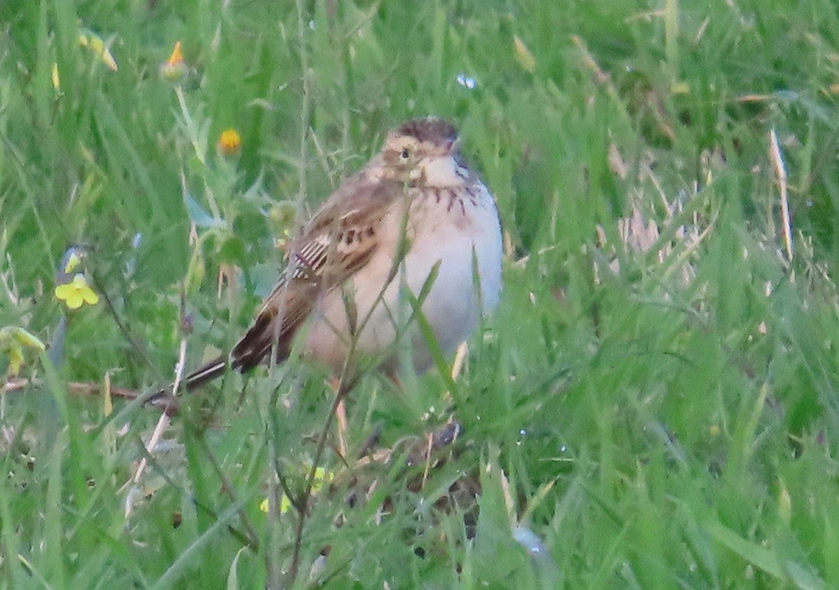 Richard's Pipit - ML647571128