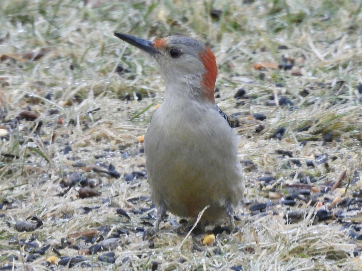 Pic à ventre roux - ML647571129