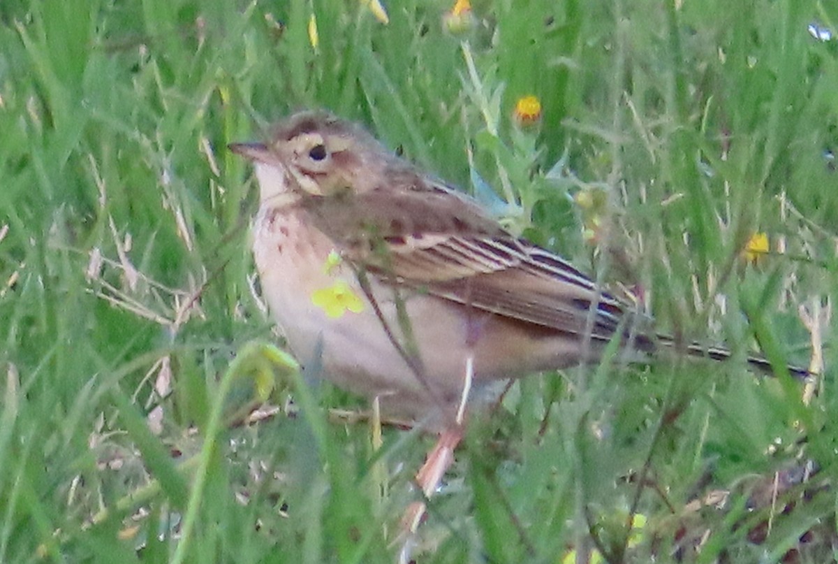 Richard's Pipit - ML647571130