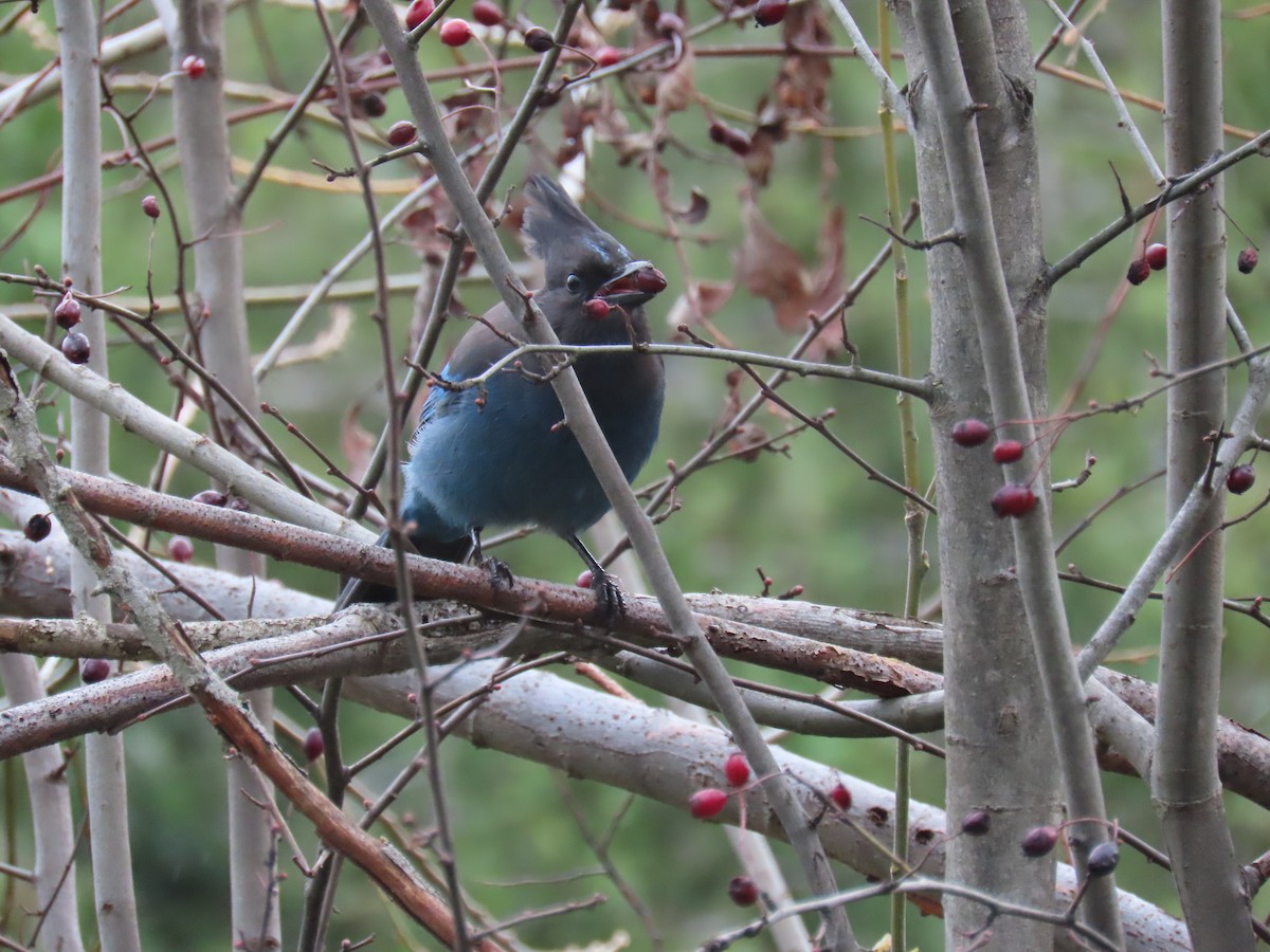 Steller Kargası - ML647571143