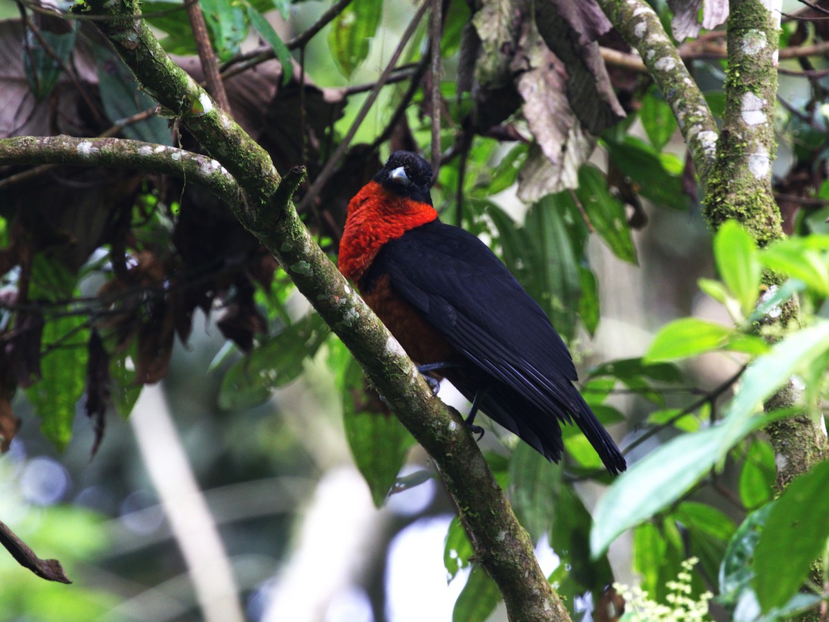 Coracine ignite - ML647571162