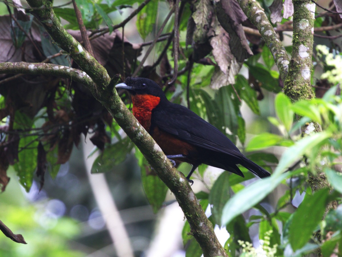 Coracine ignite - ML647571163