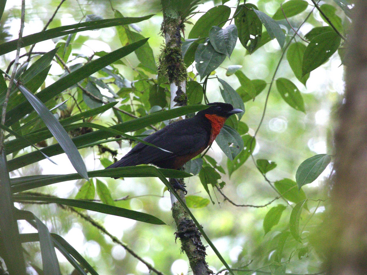 Coracine ignite - ML647571164