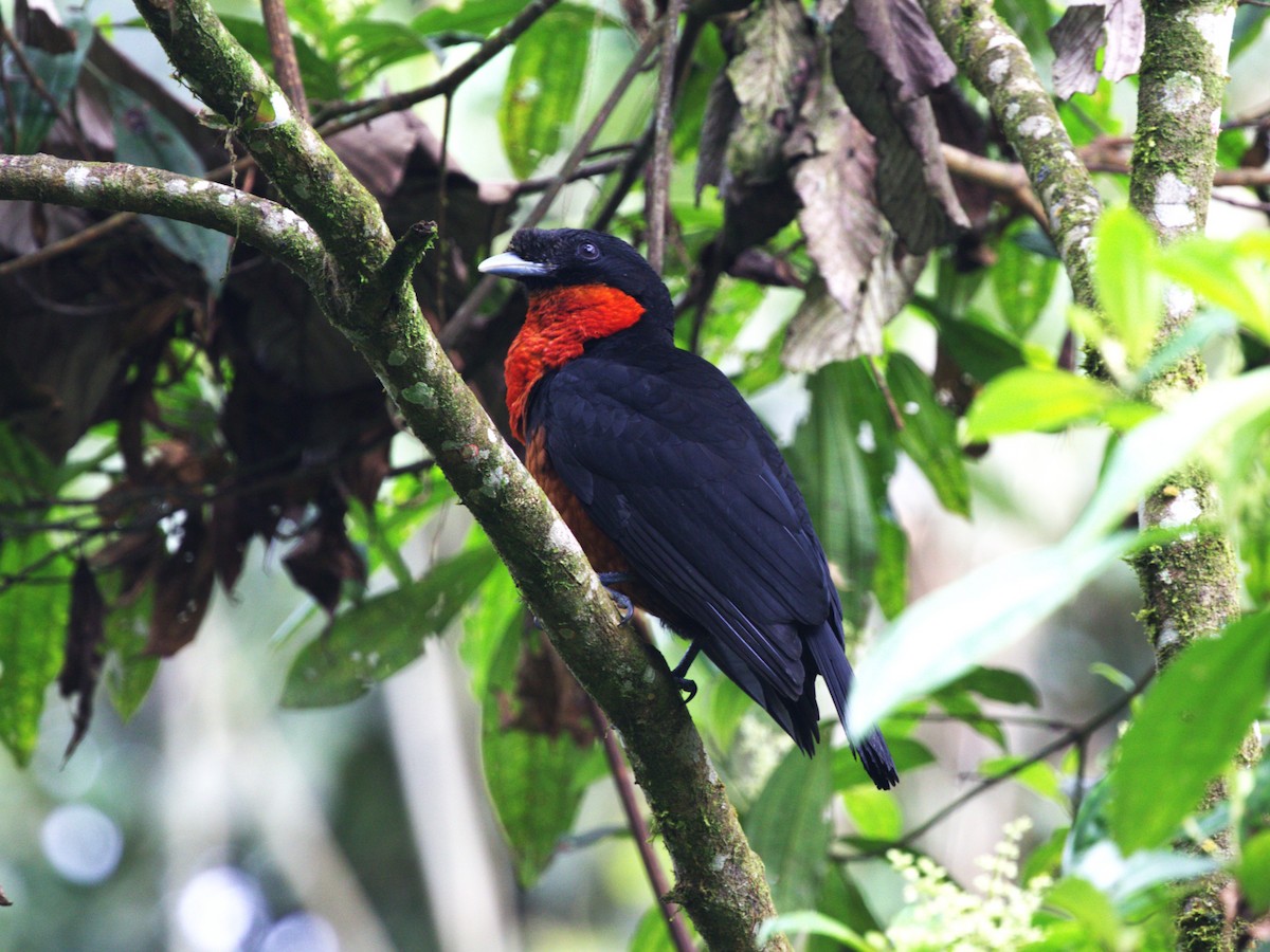 Coracine ignite - ML647571165