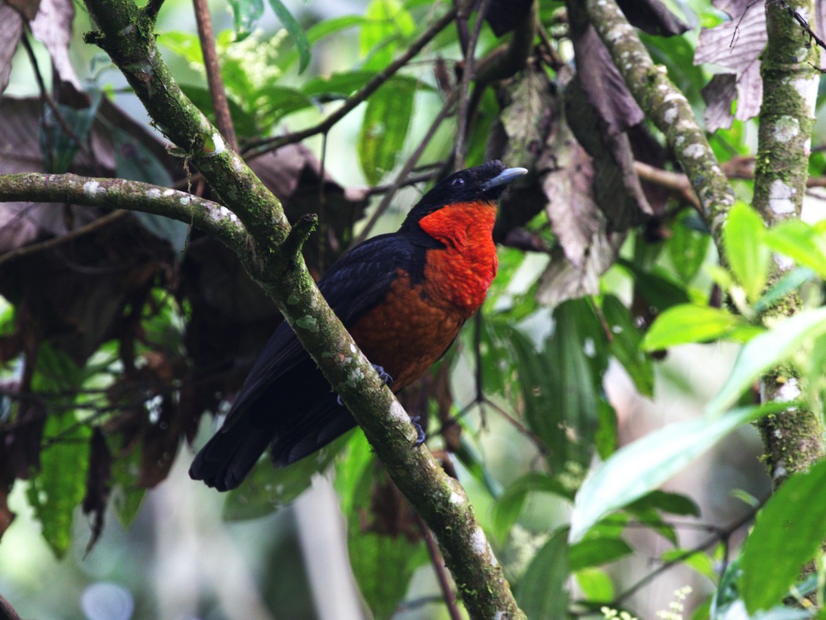 Coracine ignite - ML647571166