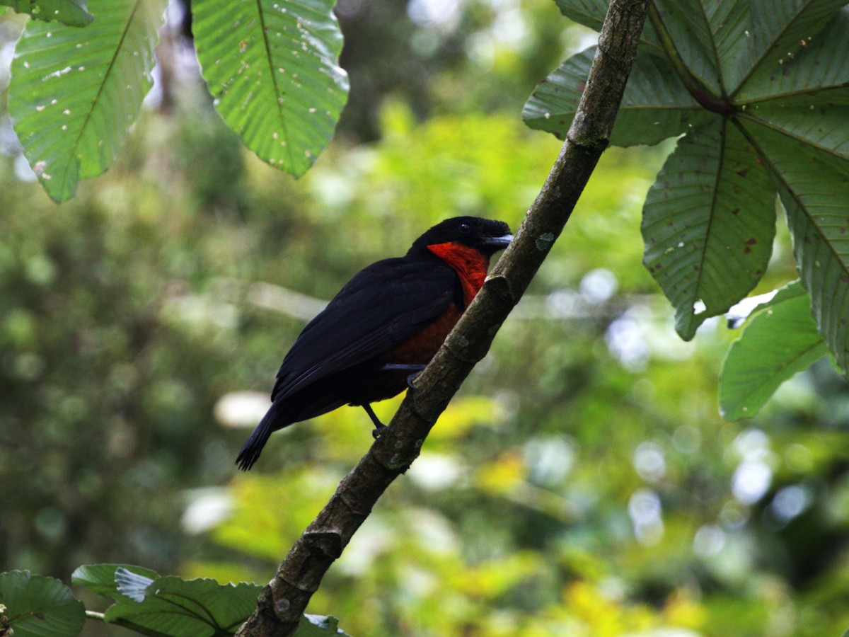 Coracine ignite - ML647571167