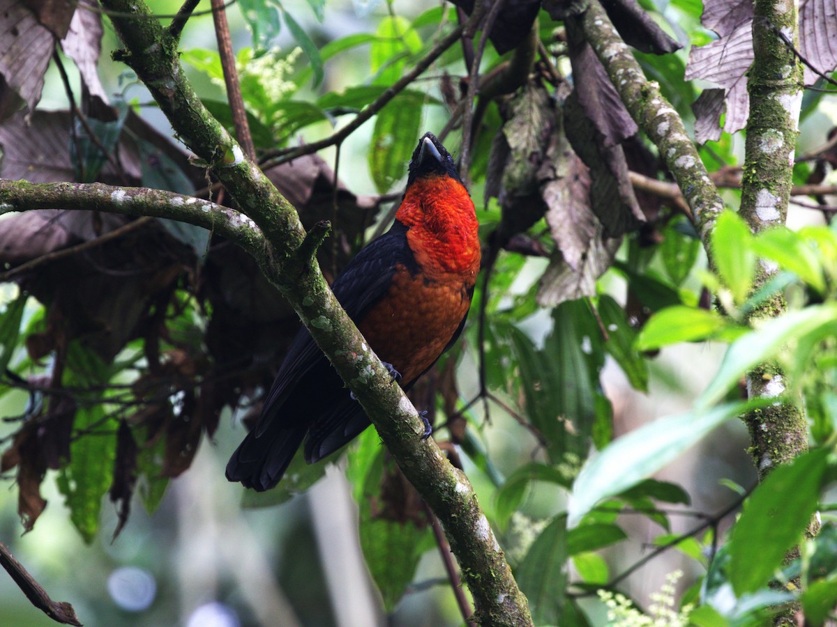 Coracine ignite - ML647571169