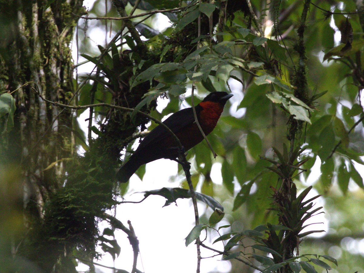 Coracine ignite - ML647571170