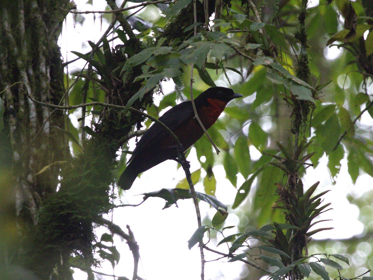 Coracine ignite - ML647571172