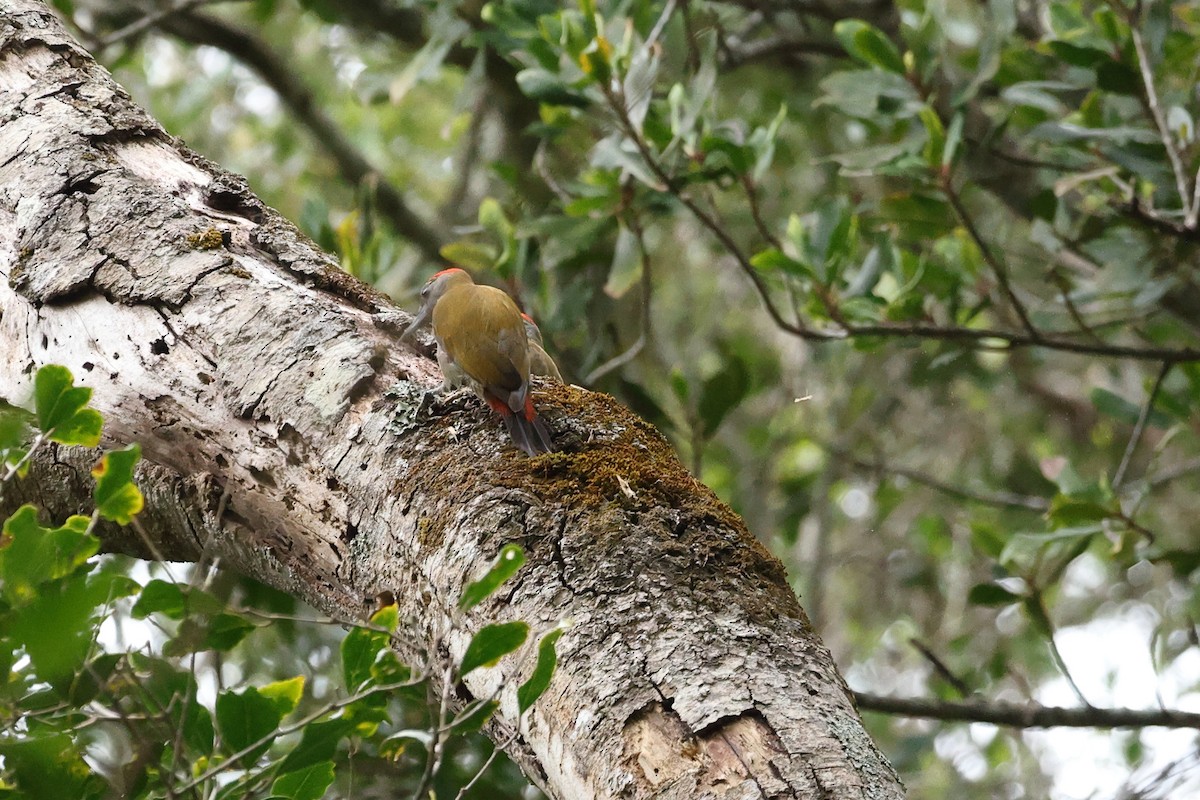 Pic olive - ML647571173