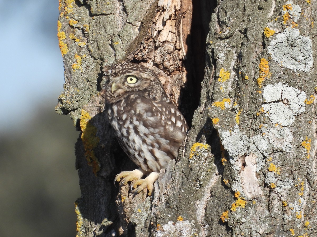 Chevêche d'Athéna - ML647571174