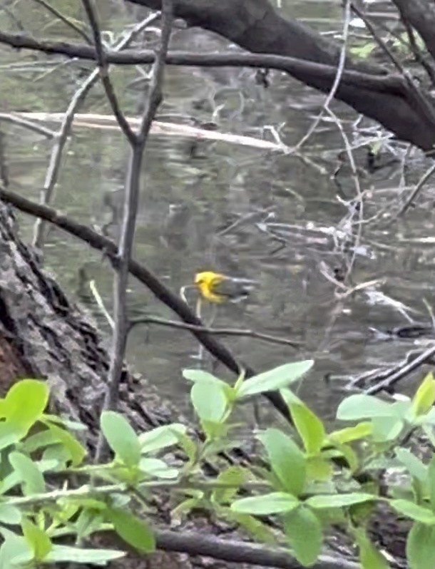 Paruline orangée - ML647571176