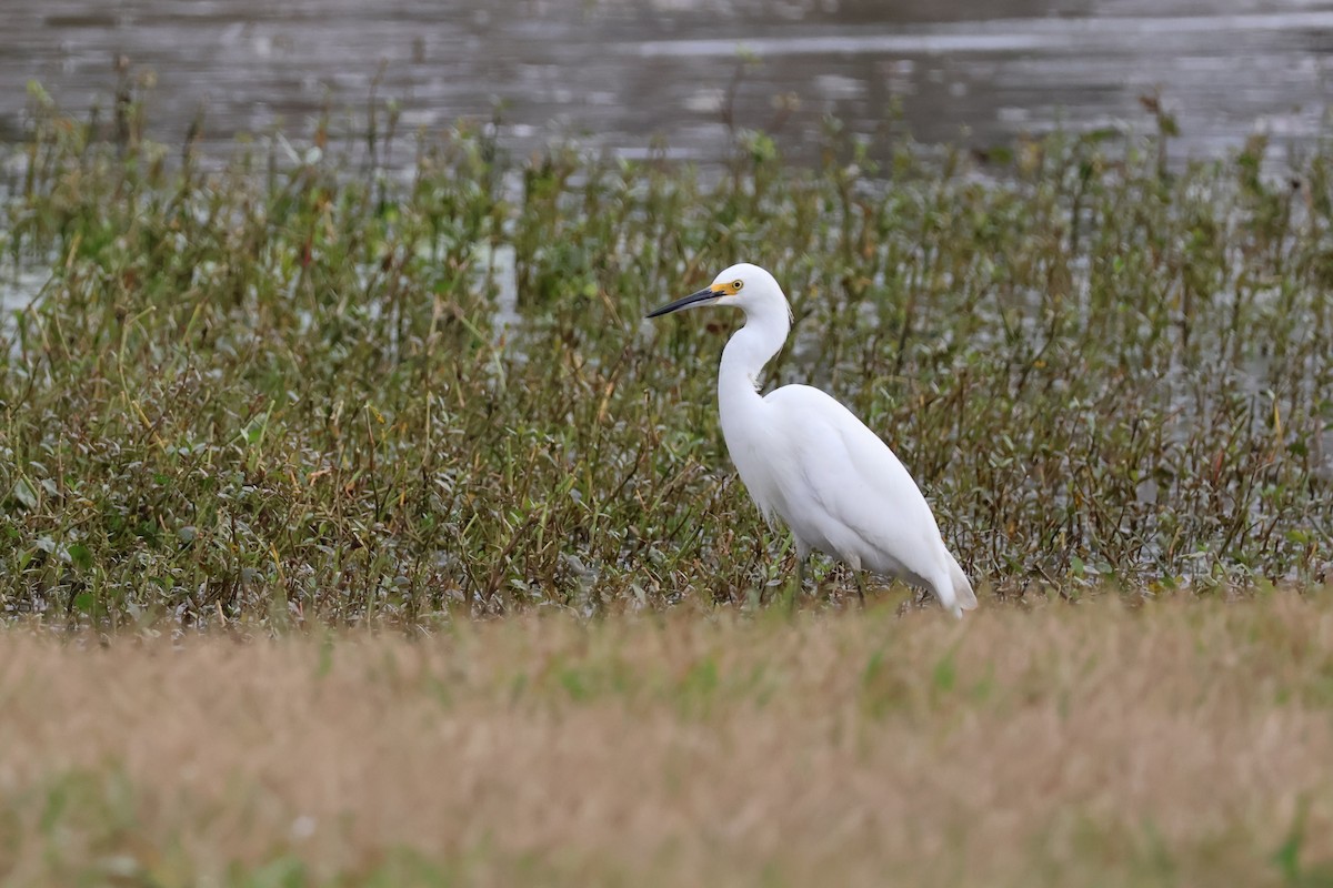 Aigrette neigeuse - ML647571177