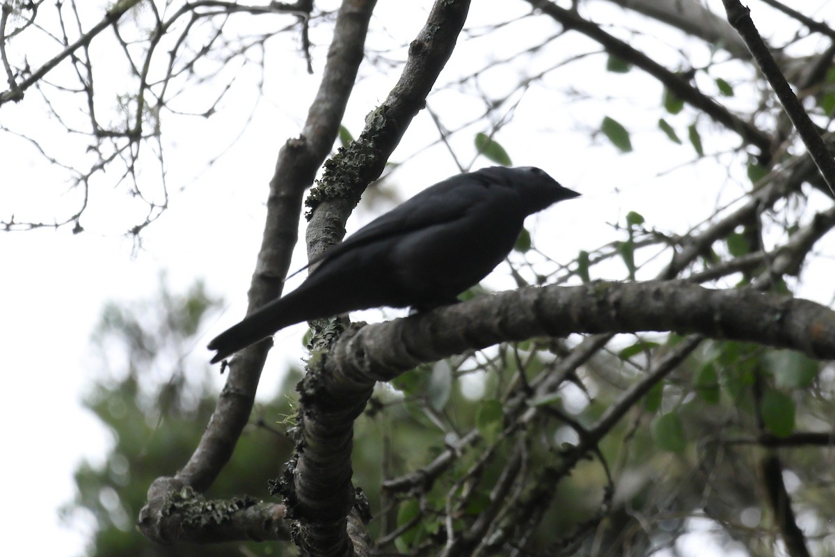 Échenilleur gris - ML647571178