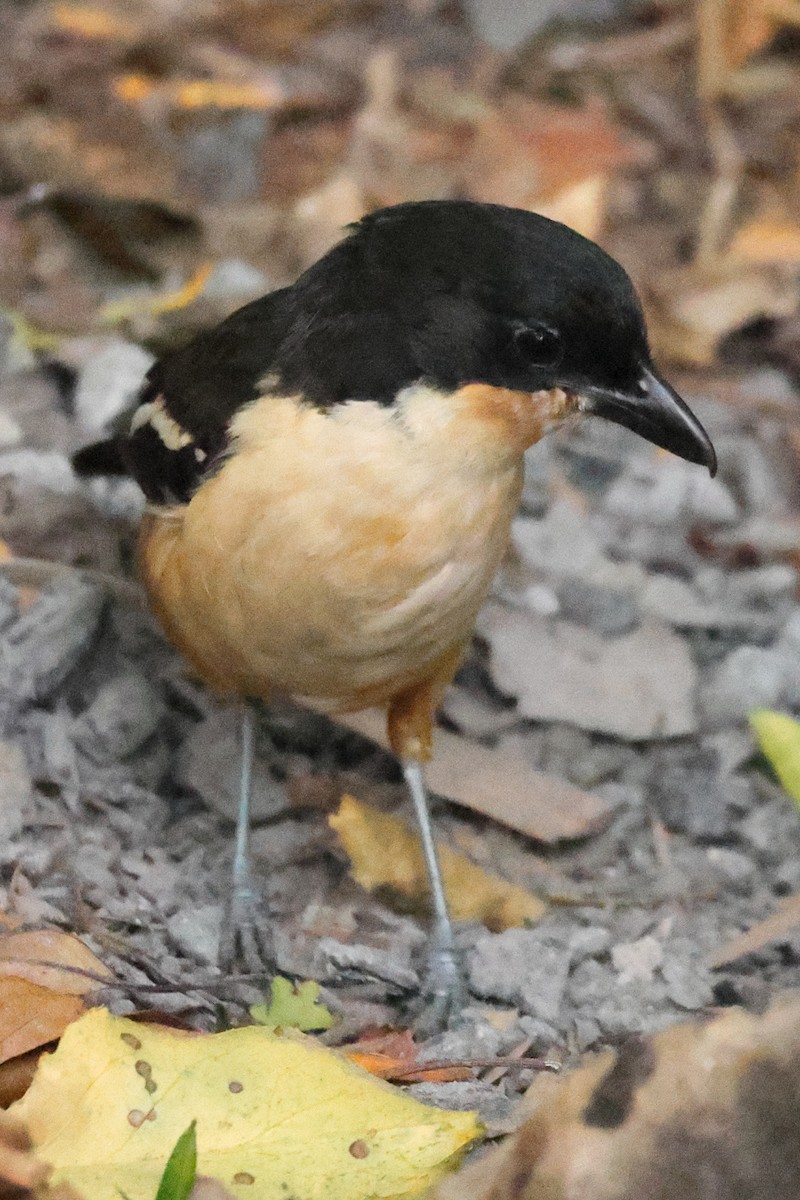 Gonolek boubou - ML647571181