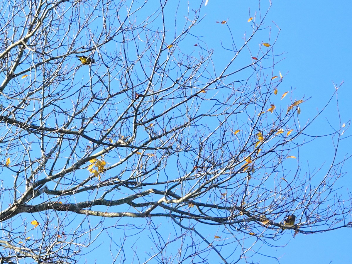 Gros-bec errant - ML647571182