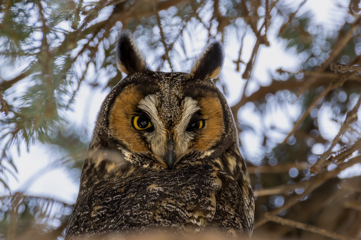 Hibou moyen-duc - ML647571183