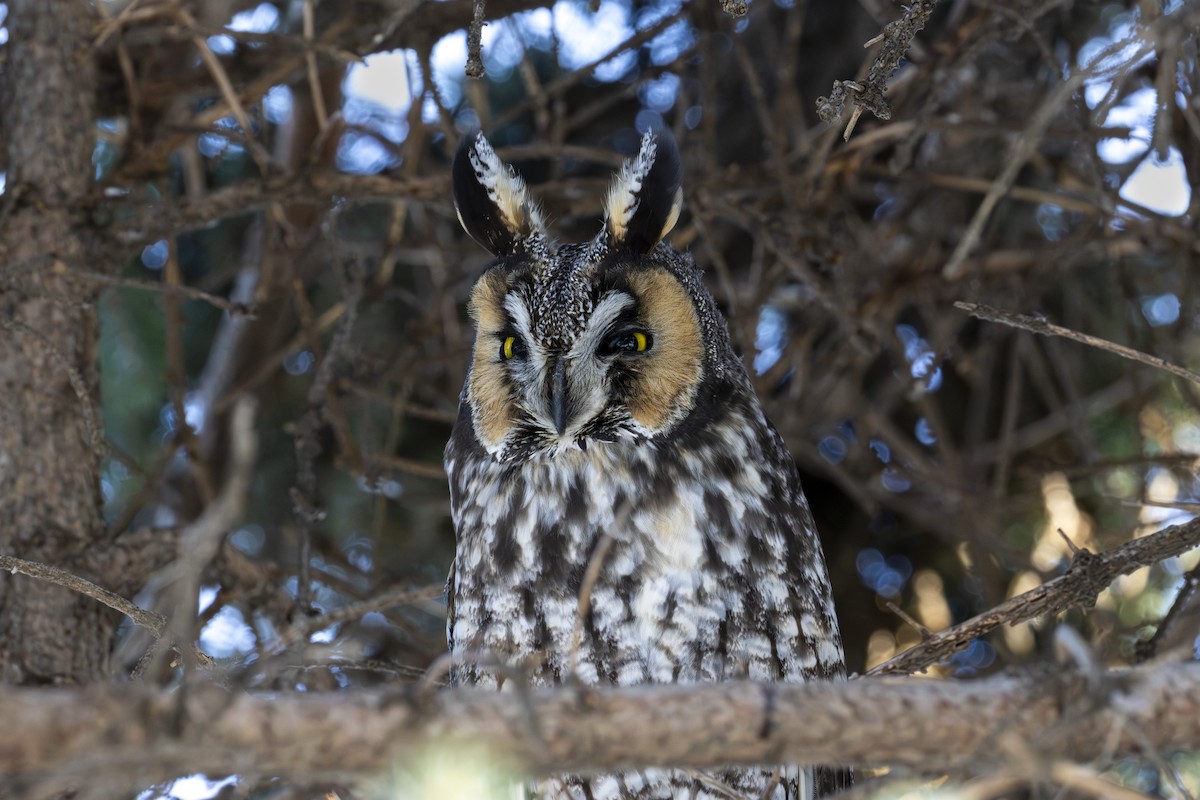 Hibou moyen-duc - ML647571184