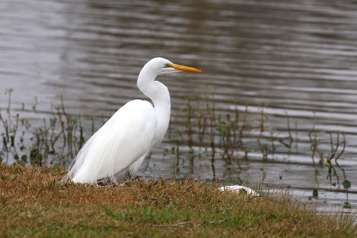 Grande Aigrette - ML647571186