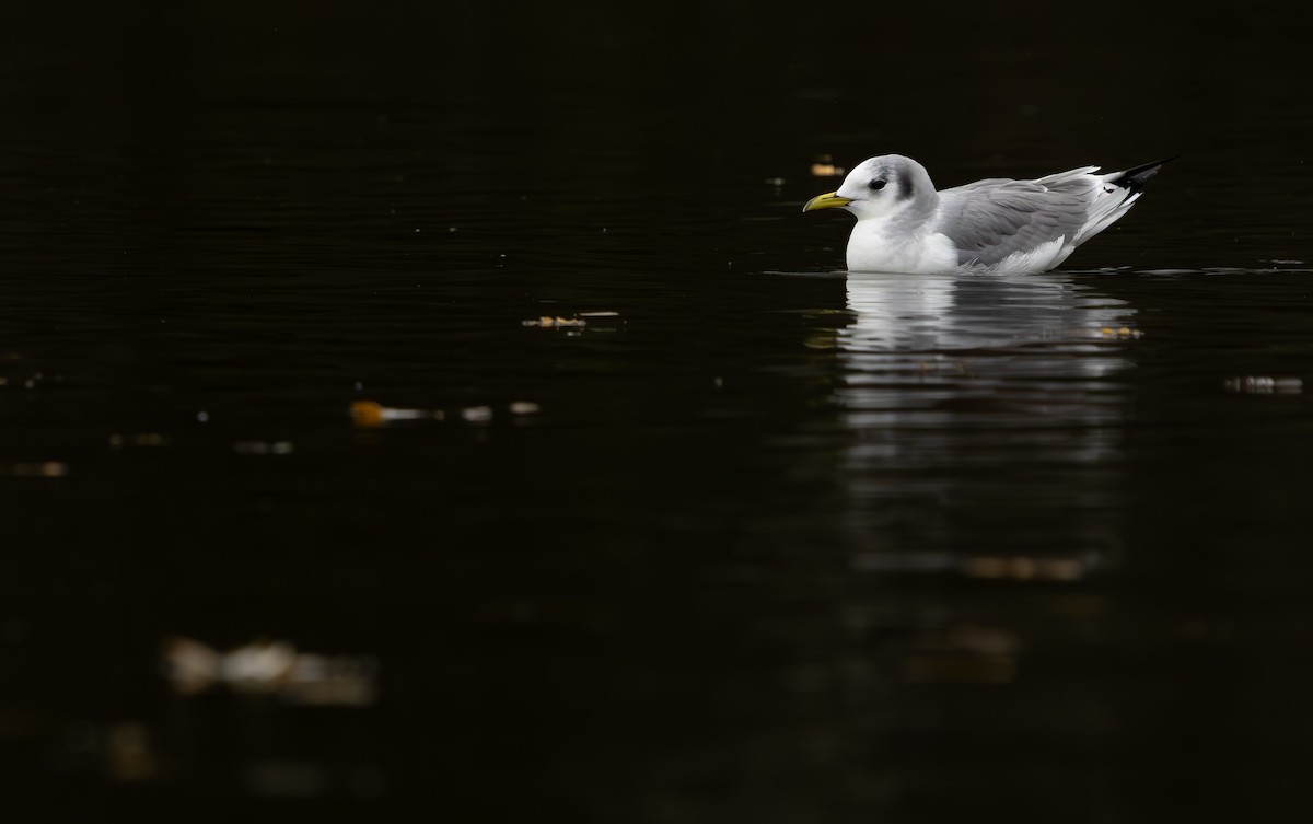 Mouette tridactyle - ML647571191