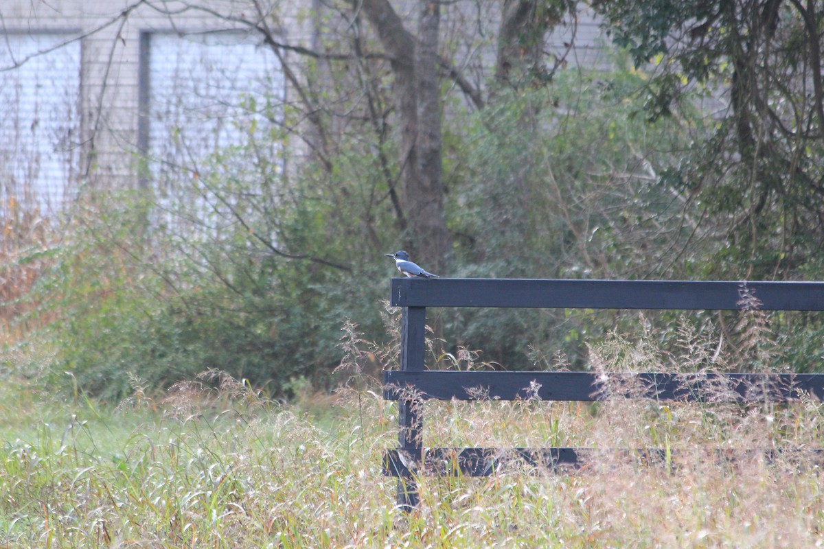 Martin-pêcheur d'Amérique - ML647571192