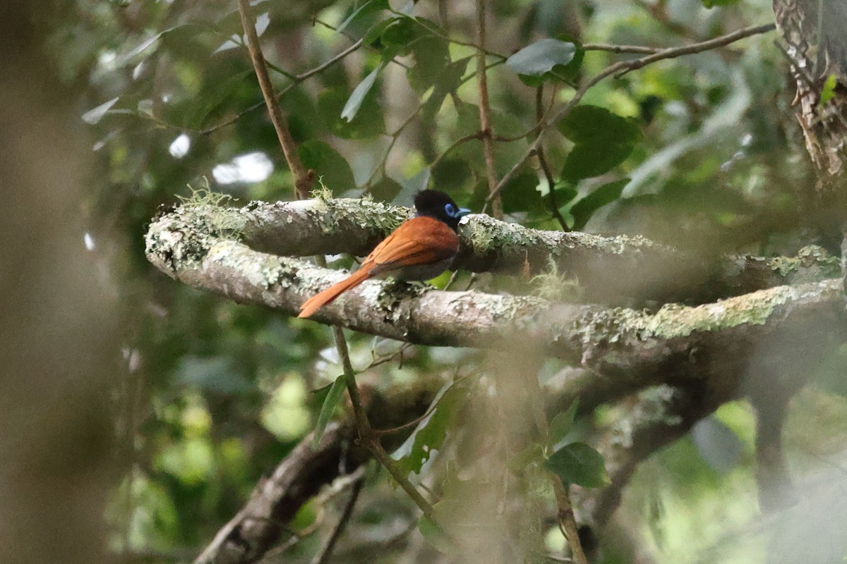 Tchitrec d'Afrique - ML647571194