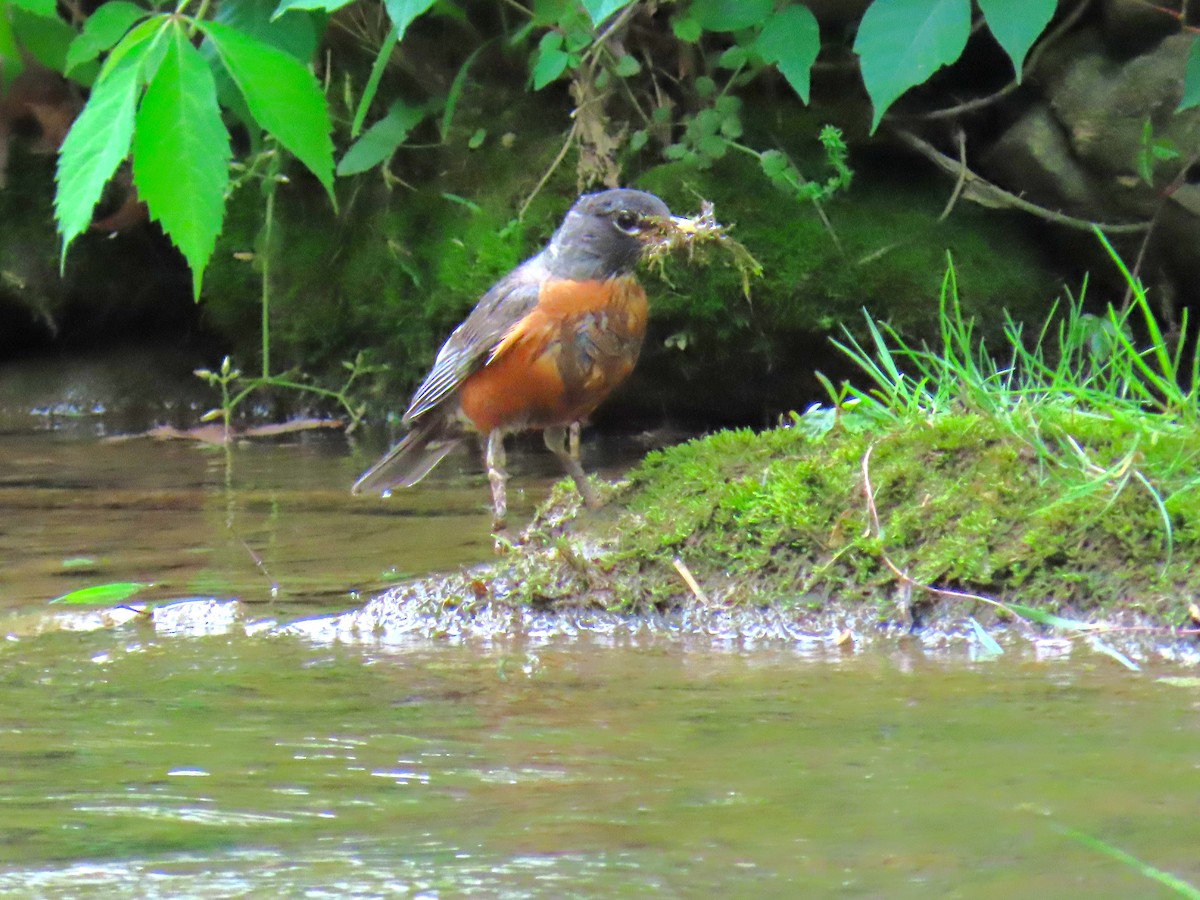 Merle d'Amérique - ML647571195
