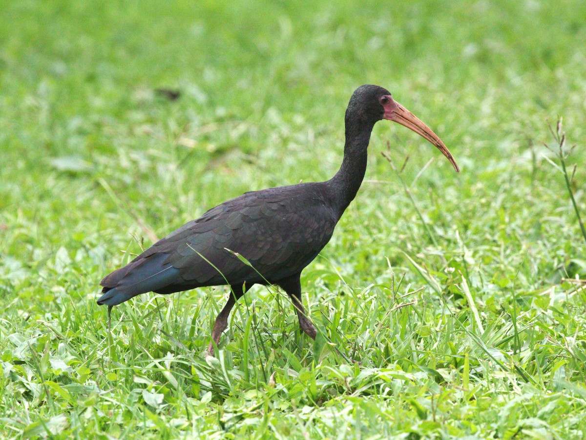 Bare-faced Ibis - ML647571202