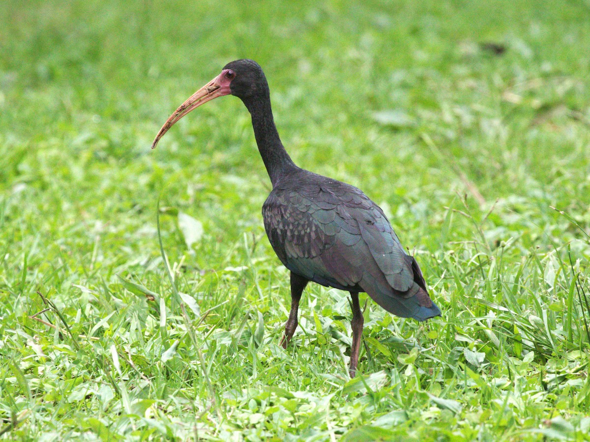 Bare-faced Ibis - ML647571203