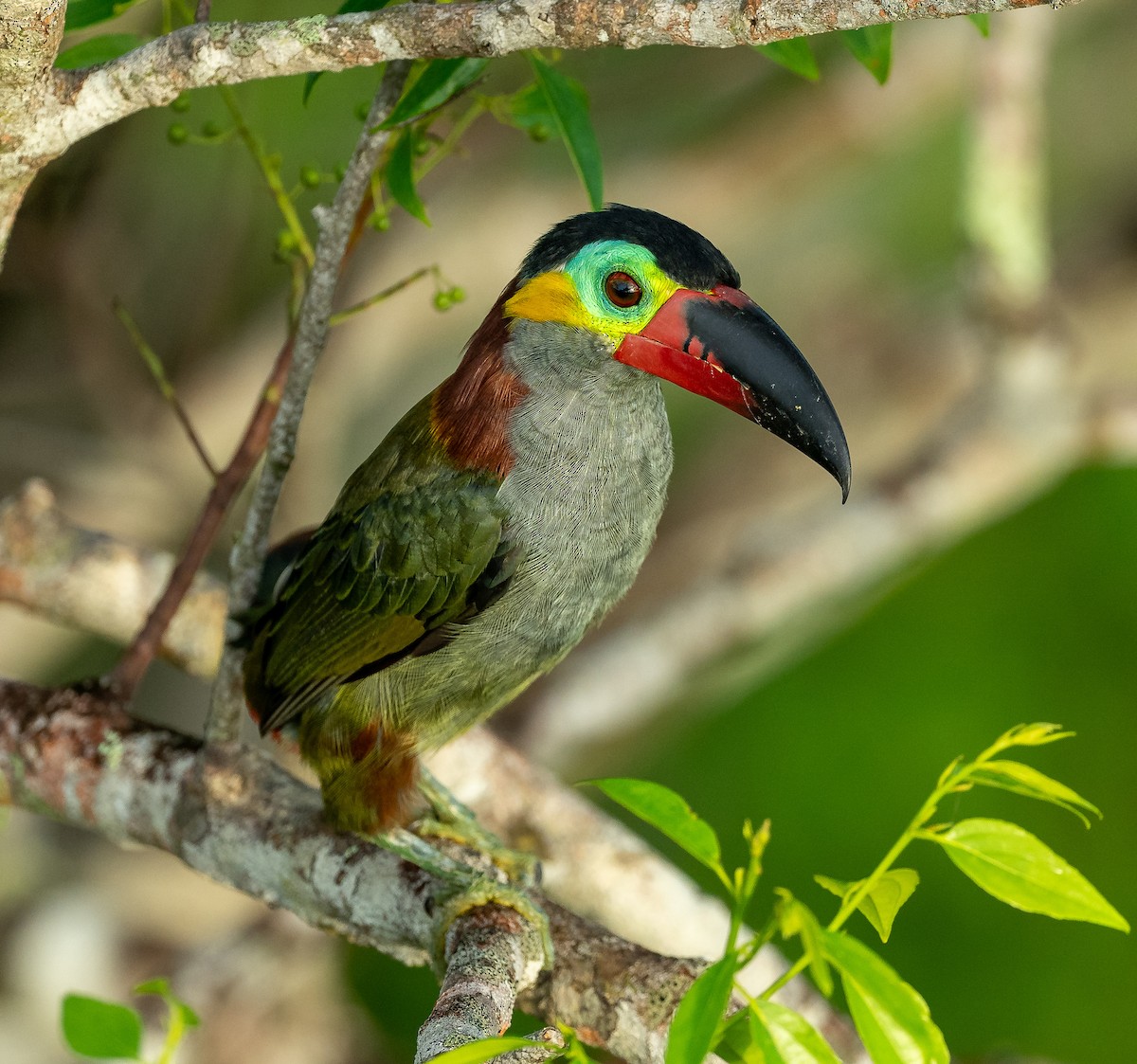 Guianan Toucanet - ML647571254