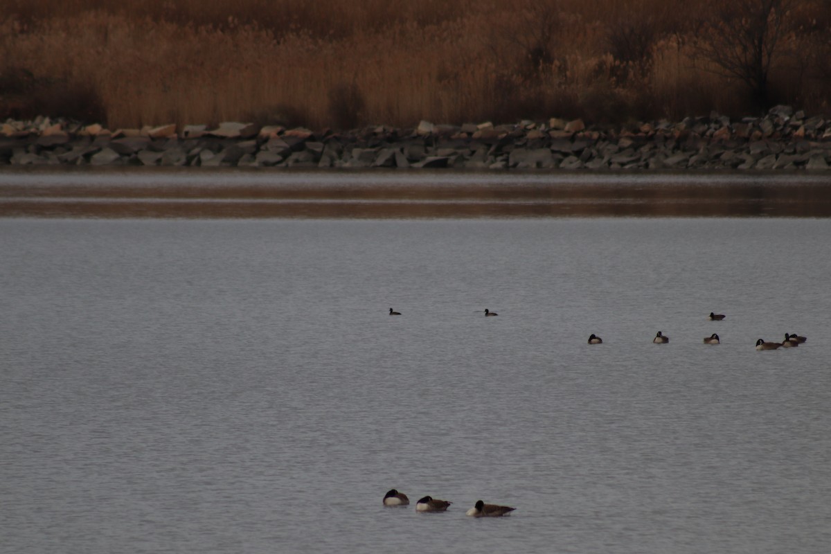 Морская чернеть - ML647571292