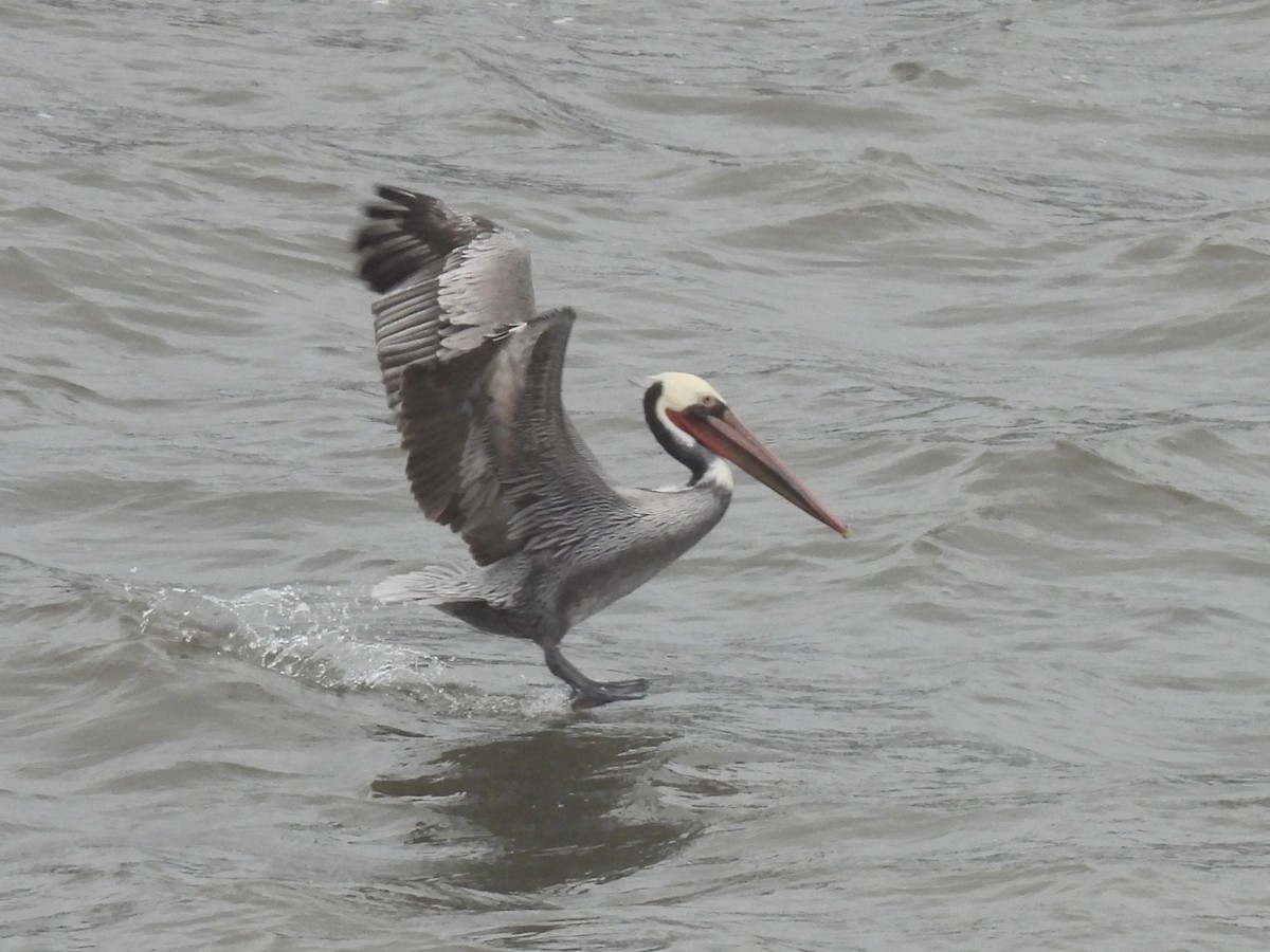 Pélican brun - ML647571298