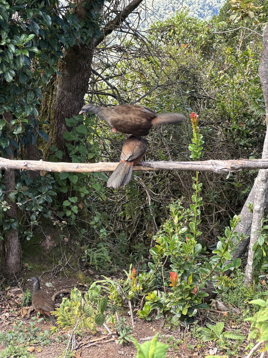 Andean Guan - ML647571306