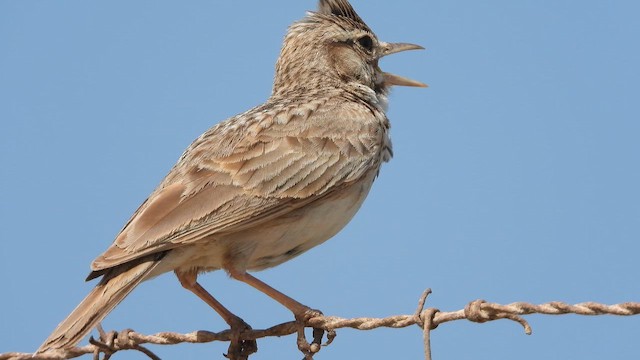 עפרוני מצויץ - ML647571350