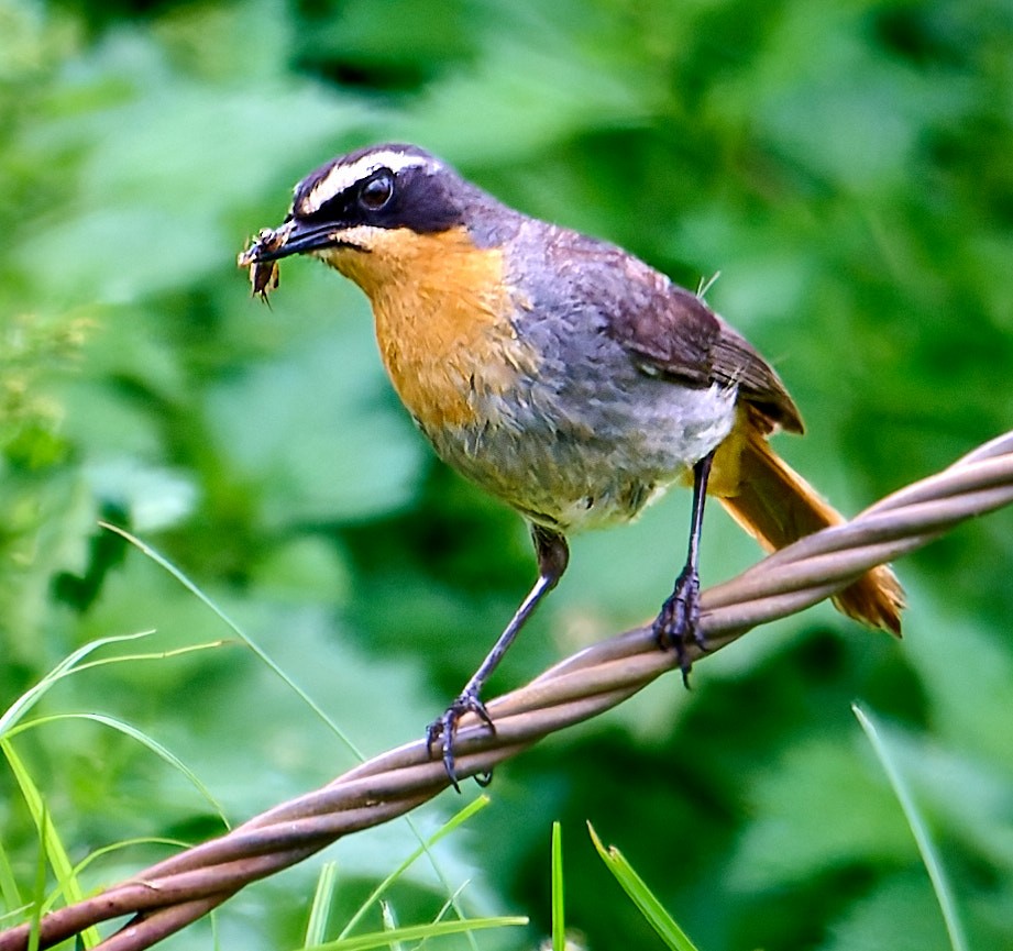 Cape Robin-Chat - ML647571358