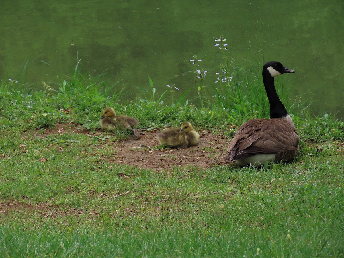 ברנטה קנדית - ML647571360