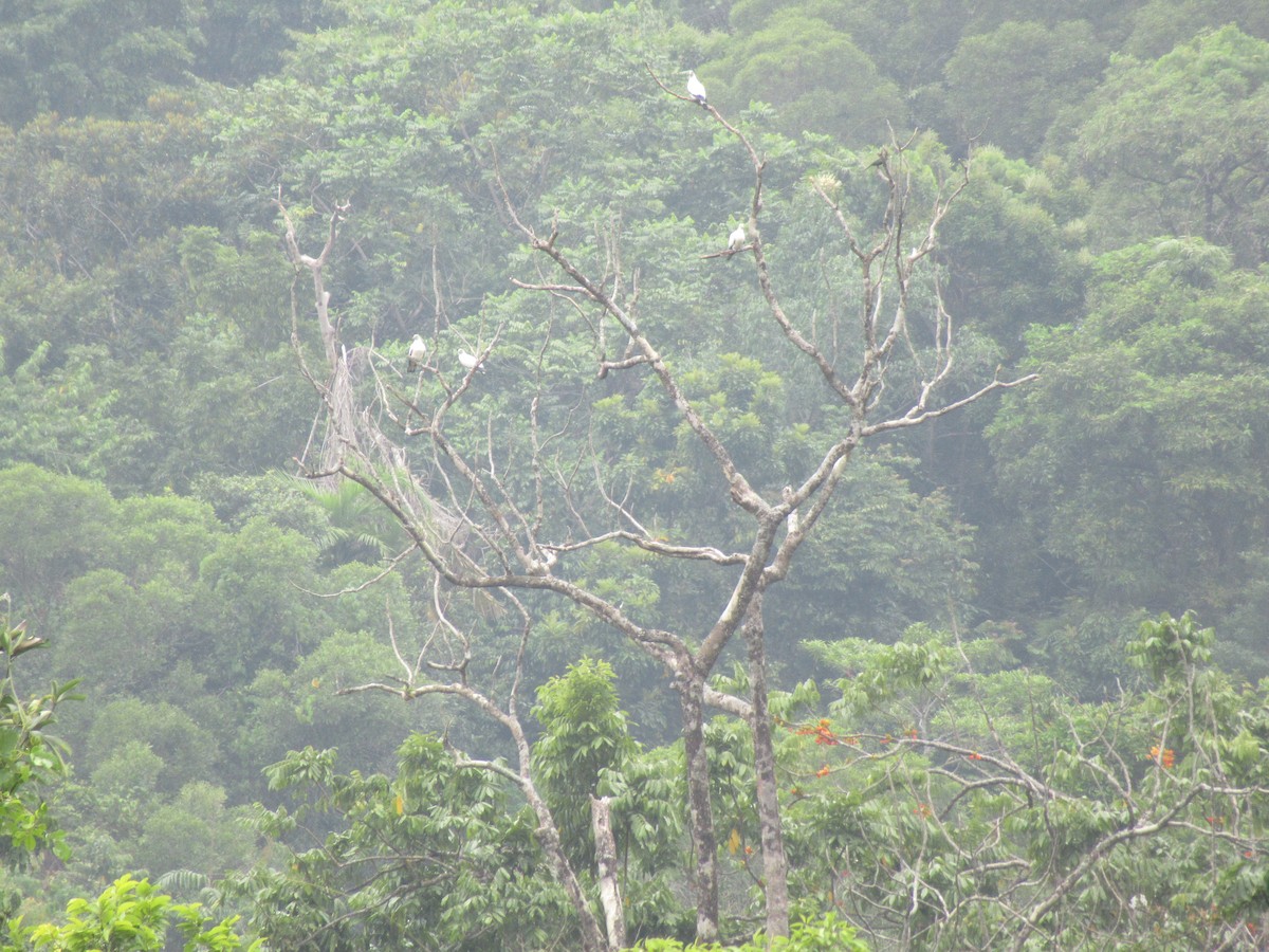 Torresian Imperial-Pigeon - ML647571361