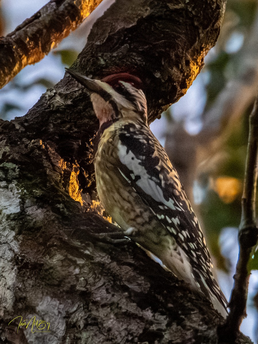 נקר צהוב-בטן - ML647571362