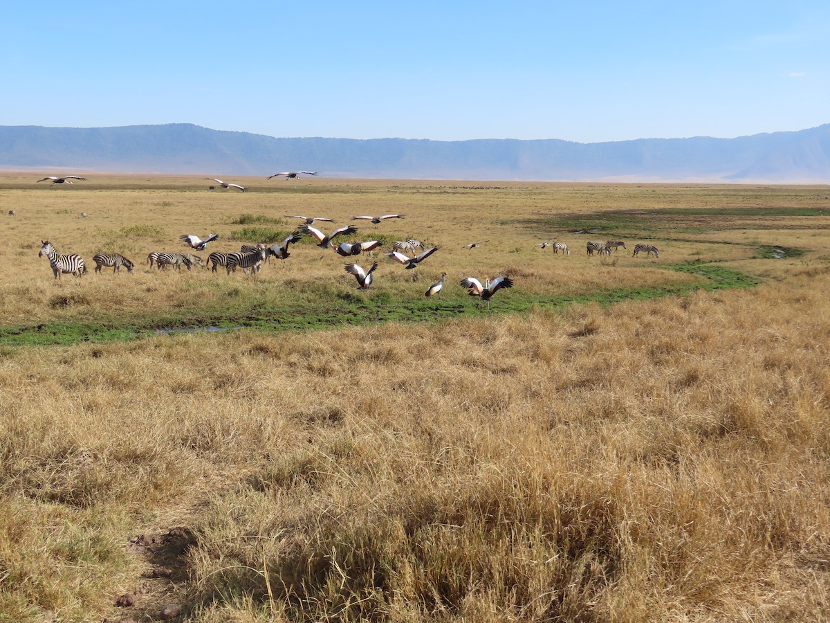 Gray Crowned-Crane - ML647571364