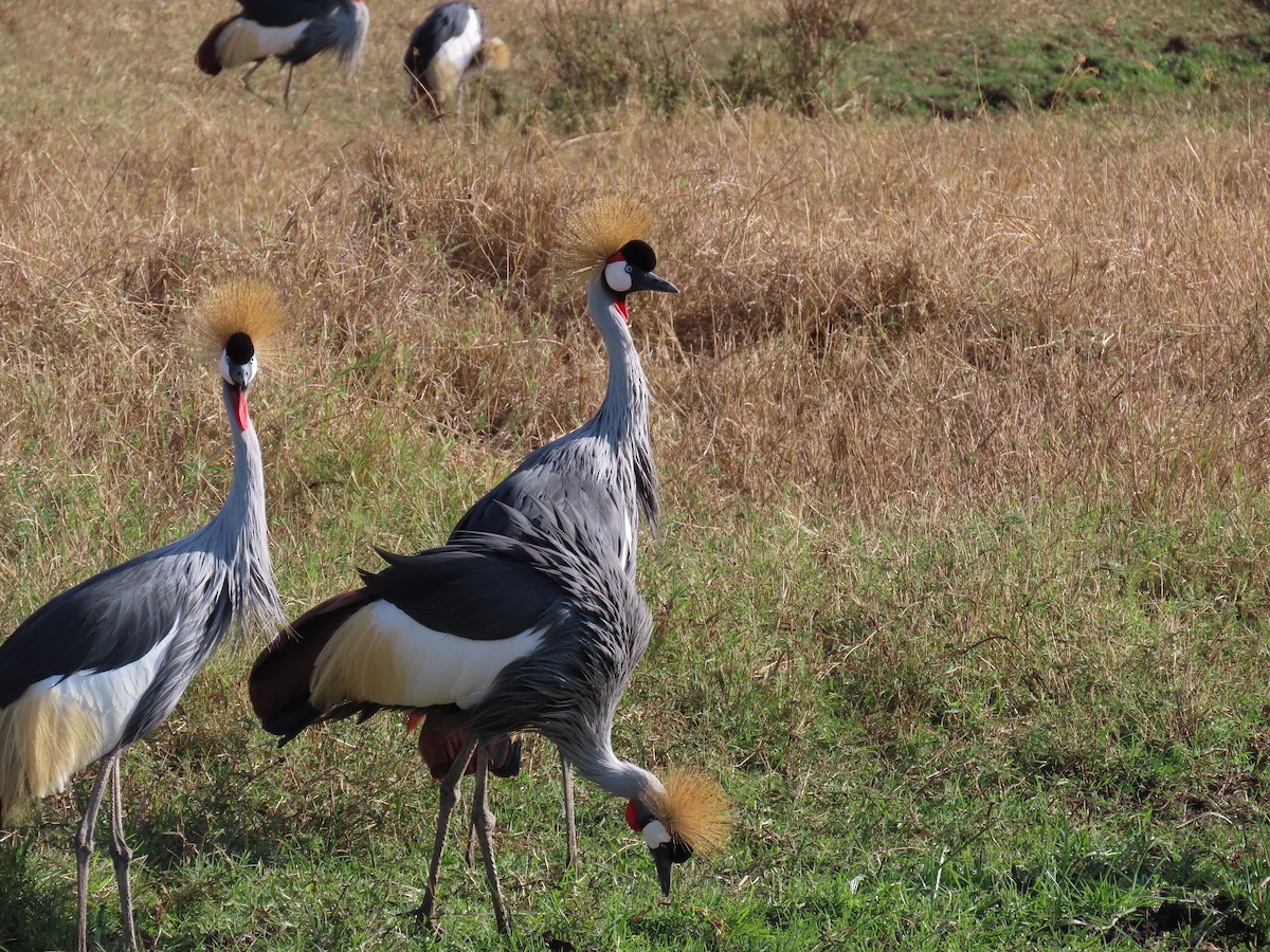 Gray Crowned-Crane - ML647571365