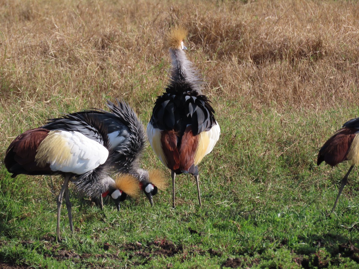 Gray Crowned-Crane - ML647571366