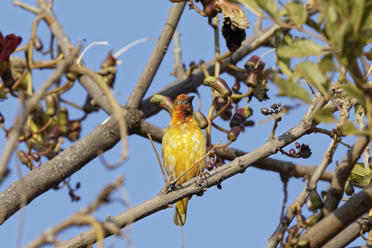 Cape Weaver - ML647571367