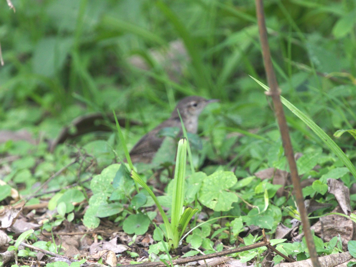 Southern House Wren - ML647571368