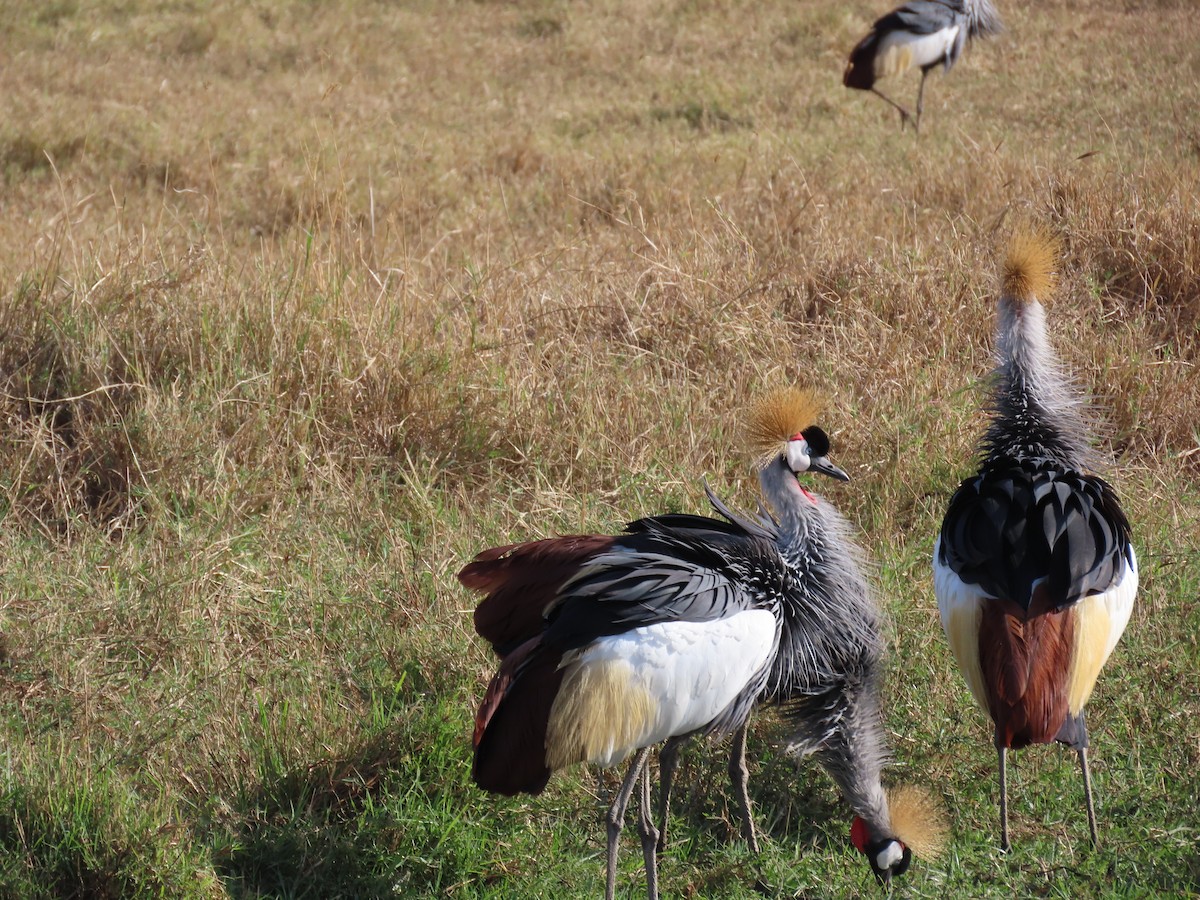 Gray Crowned-Crane - ML647571369