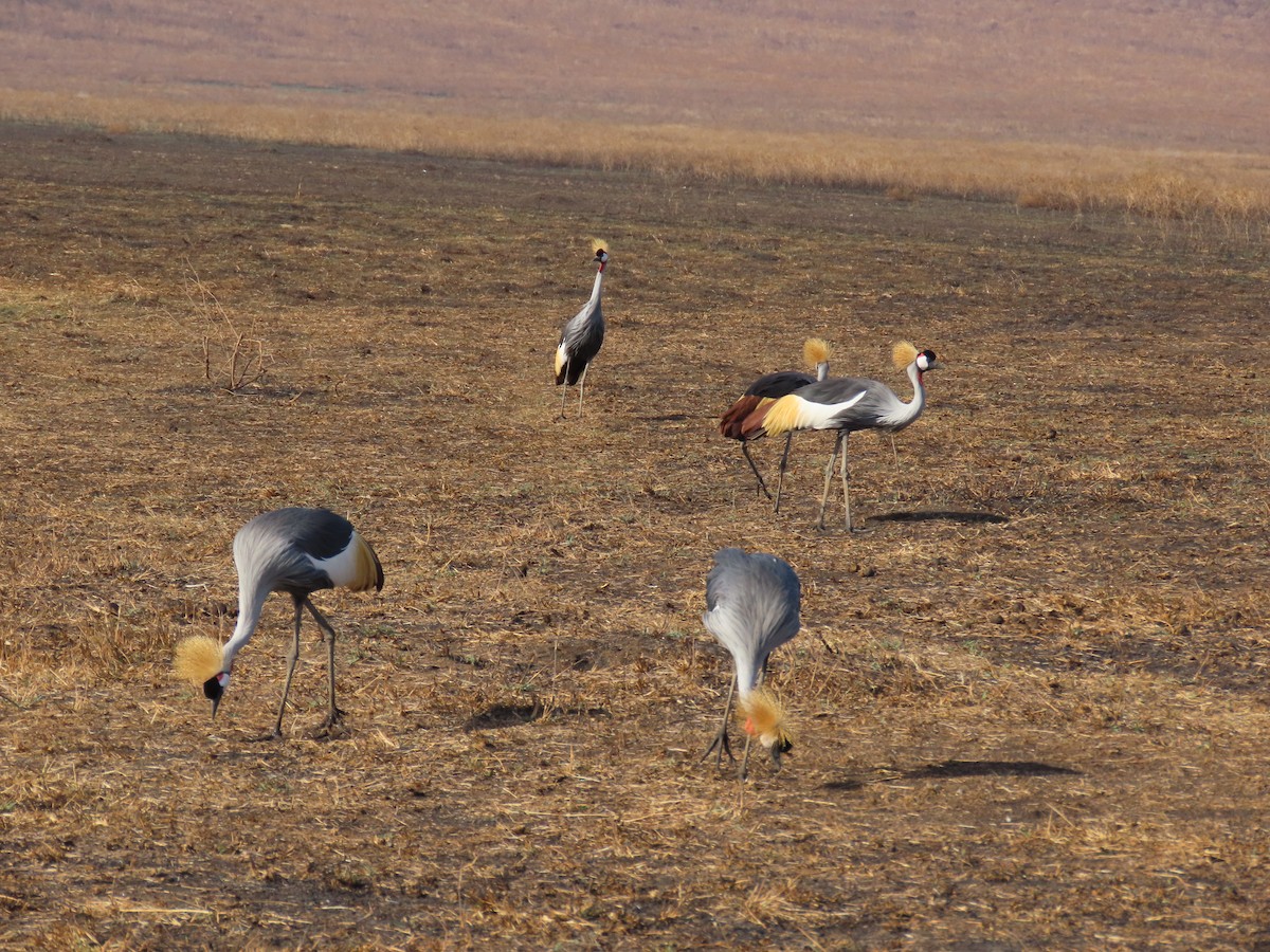 Gray Crowned-Crane - ML647571370